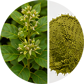 Chirayata cutout