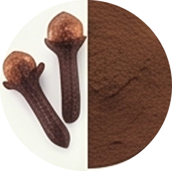Clove Extract cutout