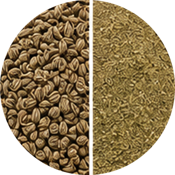 Ajwain cutout