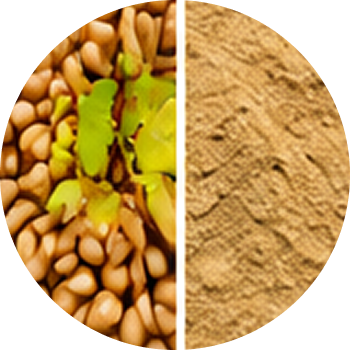 Wheat Germ cutout