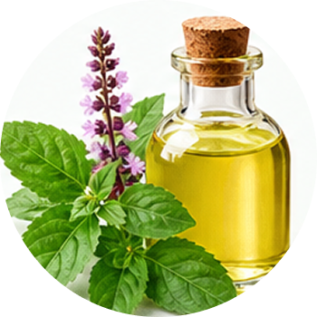 Basil Oil (Tulsi) cutout