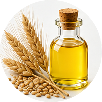 Wheat Germ Oil cutout